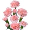 Rosado
