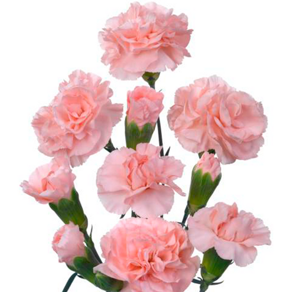 Rosado