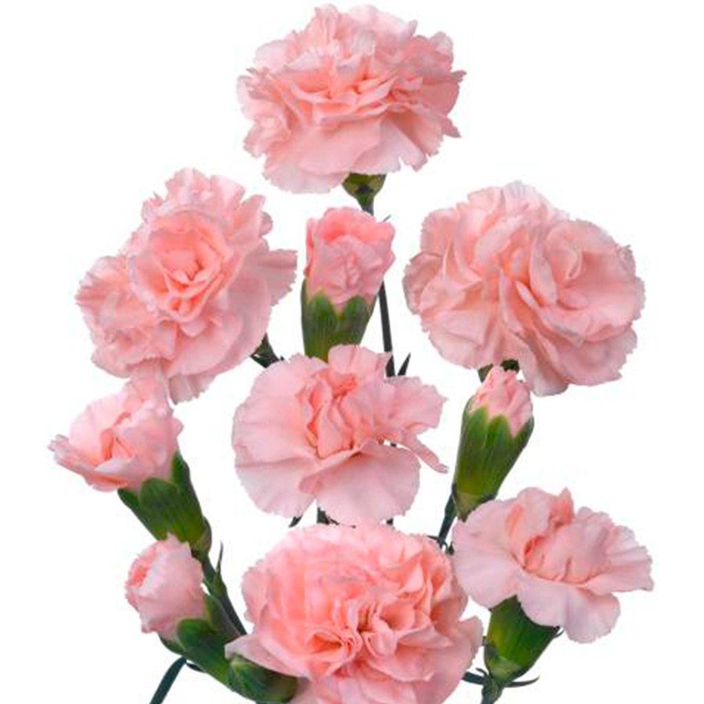 Rosado