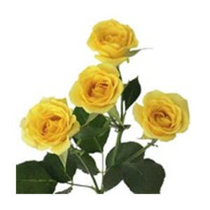 Amarilla