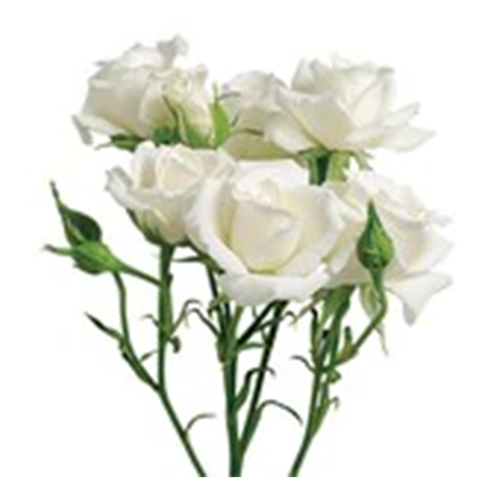 Mini rosas (10 tallos) – Cerro Punta