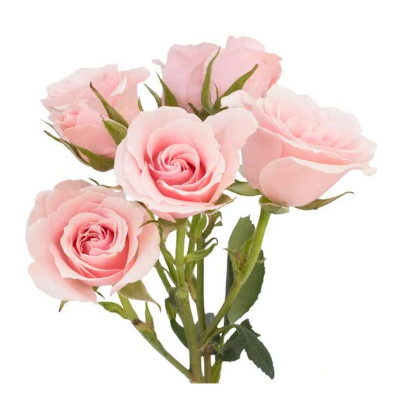 Mini Rosas