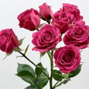 Fucsia