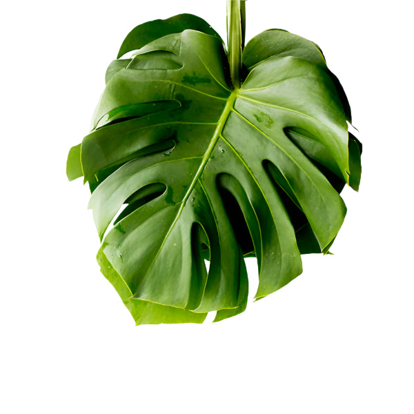 Monstera (10 tallos)