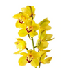 Amarillo