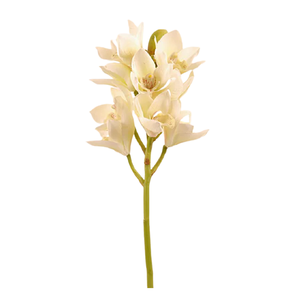 Cymbidium (orquídeas)