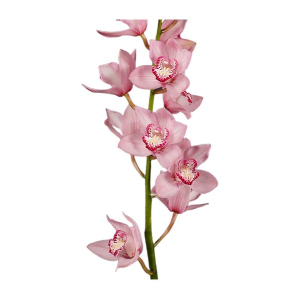 Rosado