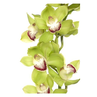 Cymbidium (1 Tallo)