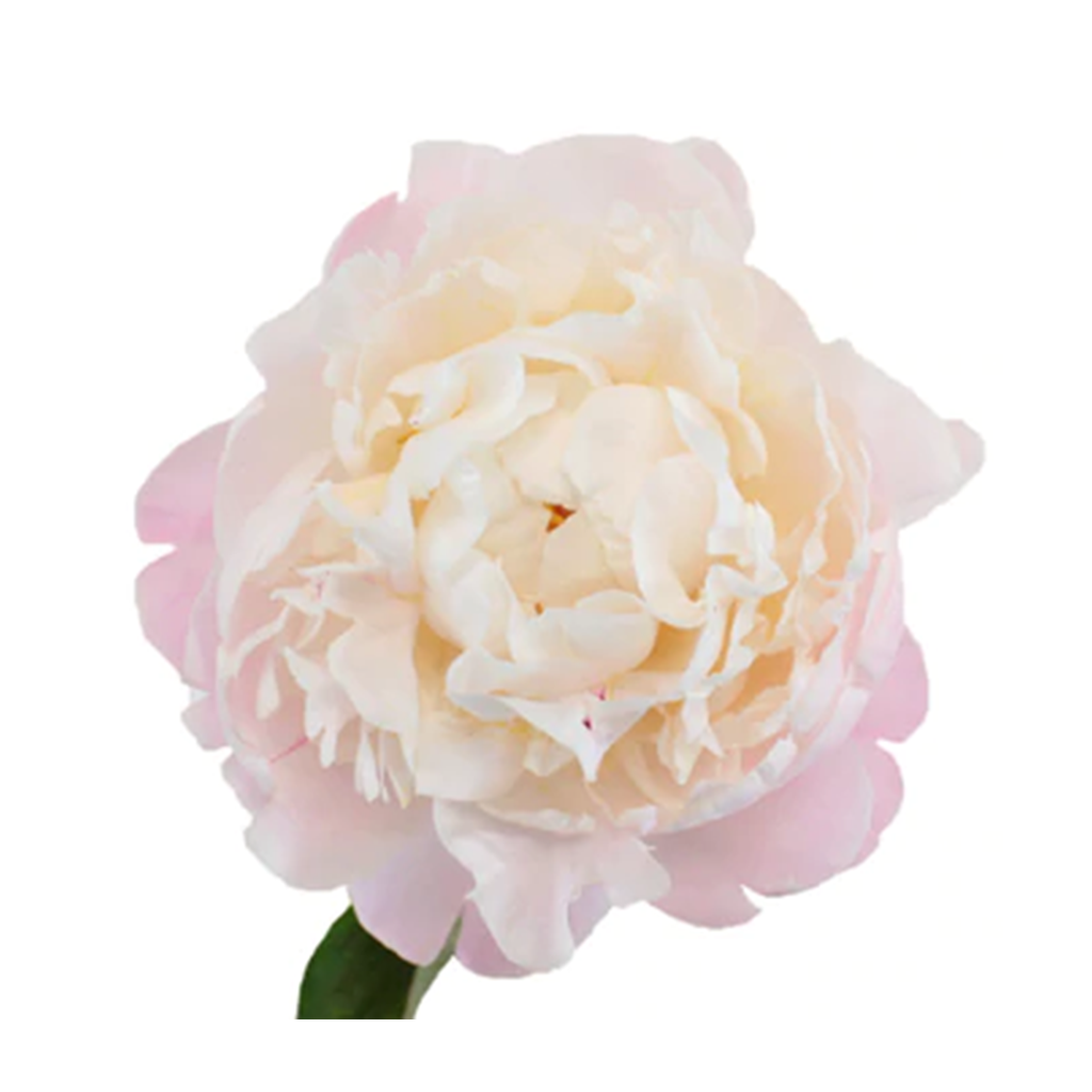 Rosado Pastel