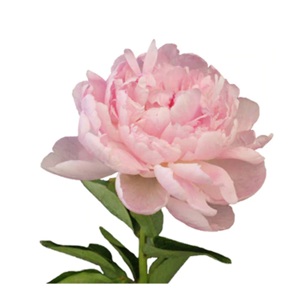 Rosado