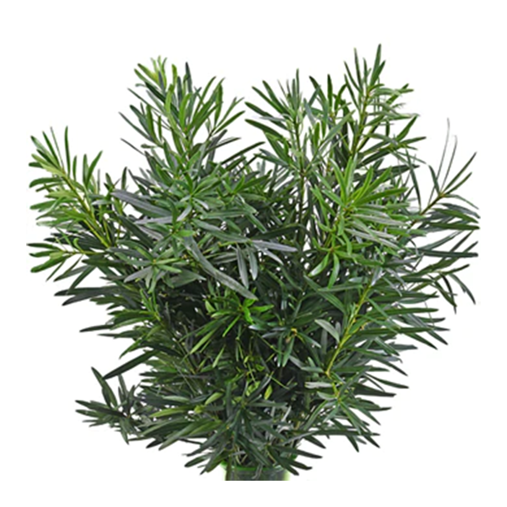 Podocarpus (1 mazo)