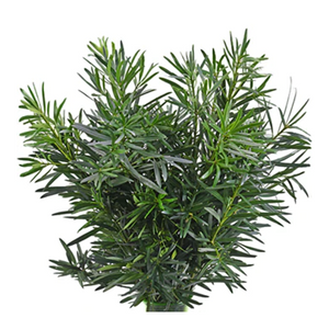 Podocarpus (1 mazo)