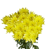 Pompón amarillo