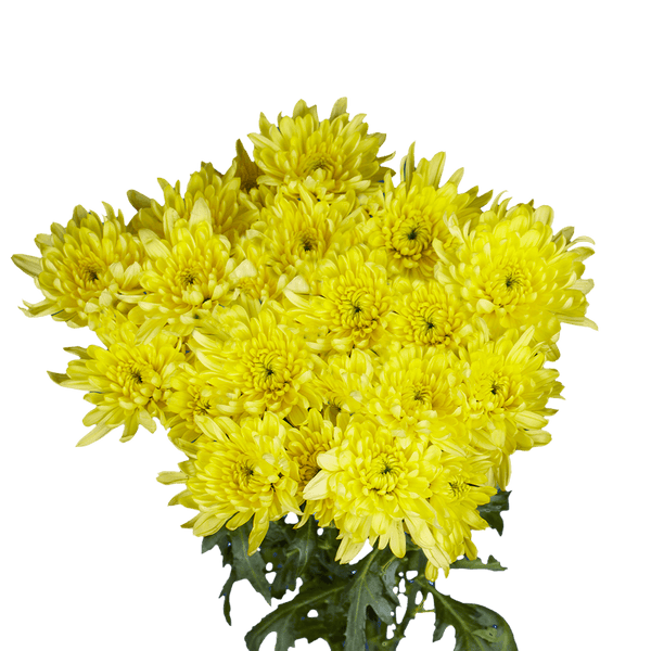 Pompón amarillo