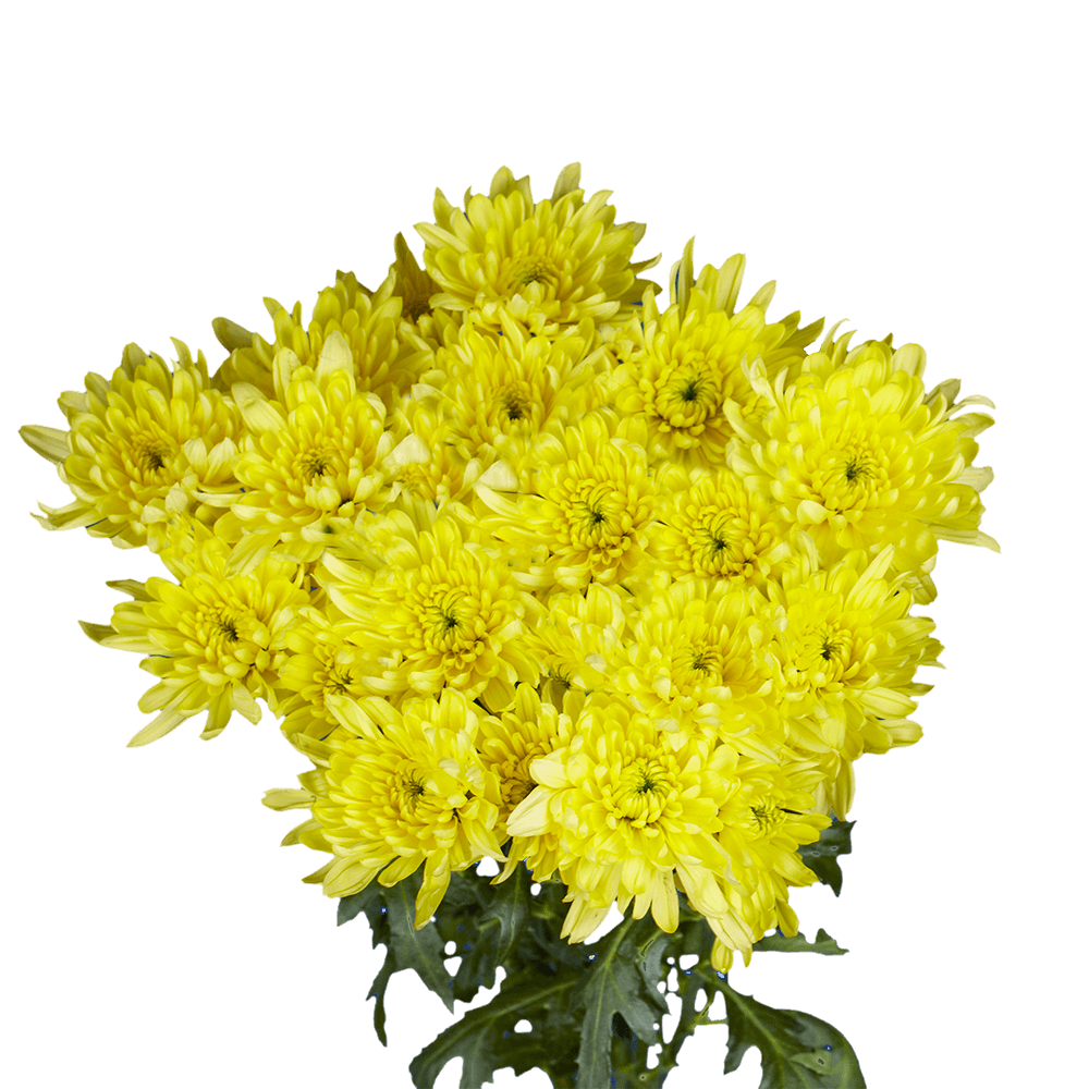 Pompón amarillo