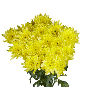 Pompón amarillo