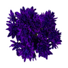 Morado