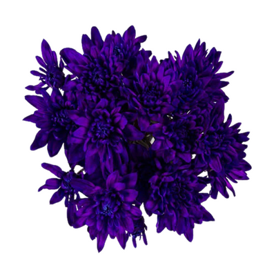 Crisantemos - Pom pom tinturado (7 tallos)