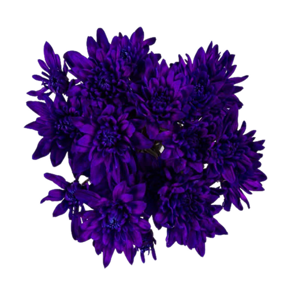 Crisantemos - Pom pom tinturado (7 tallos)