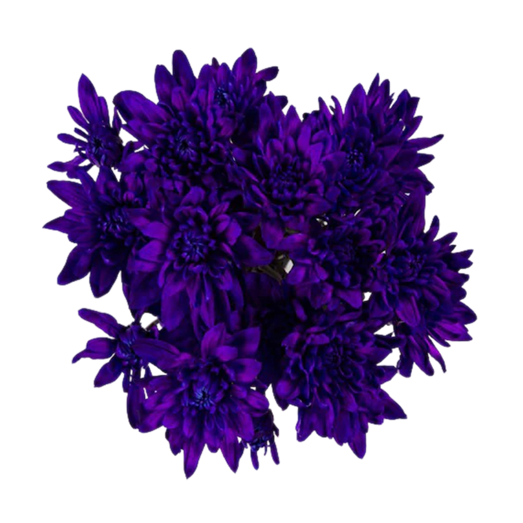 Morado