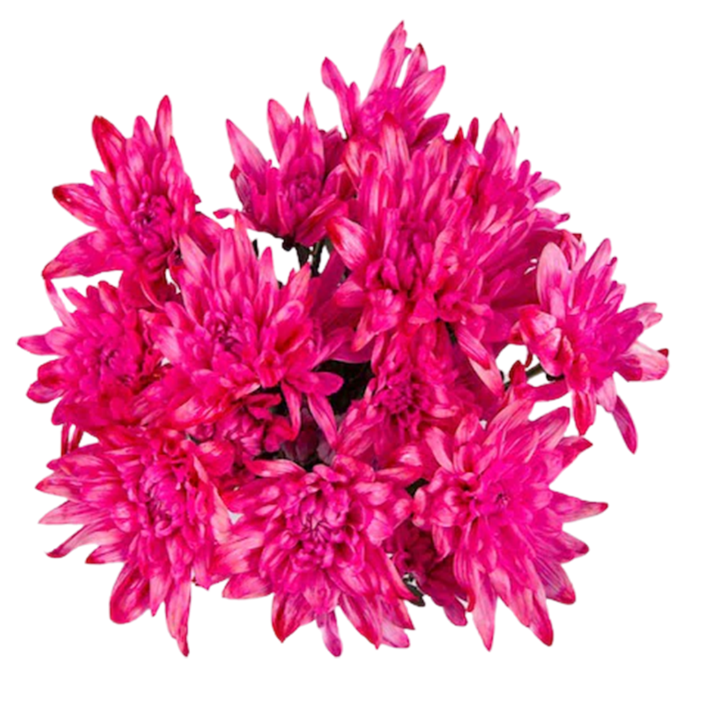 fucsia