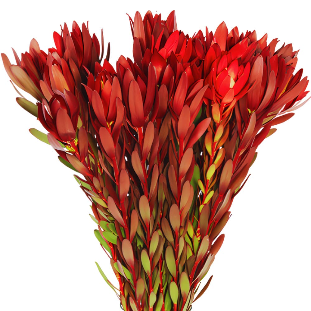 Protea Safari Imp (10 Tallos)