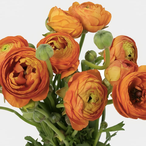 Ranunculus Imp (5 tallos)