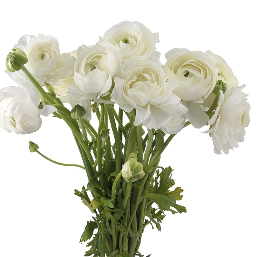 Ranunculus Imp (5 tallos)