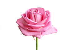 Rosadas