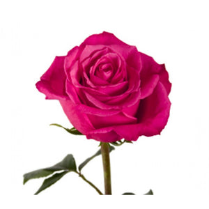 Fuscia