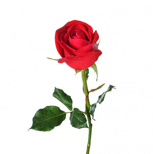 Rojas