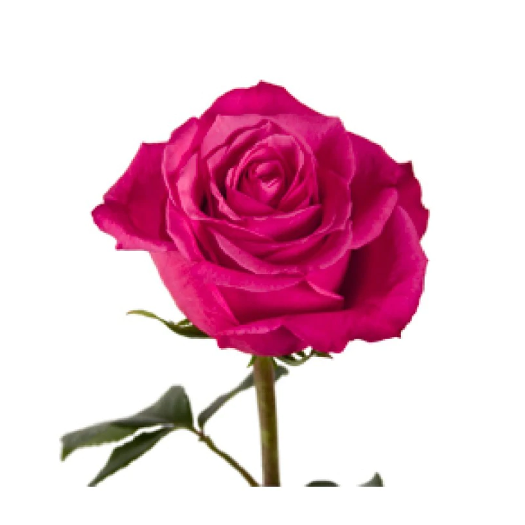 Fuscia