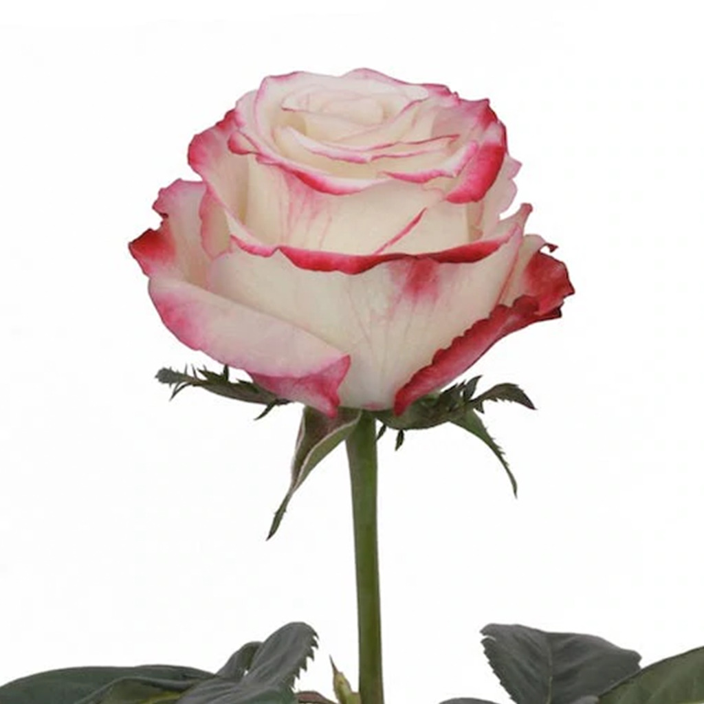 Matizadas fuscia