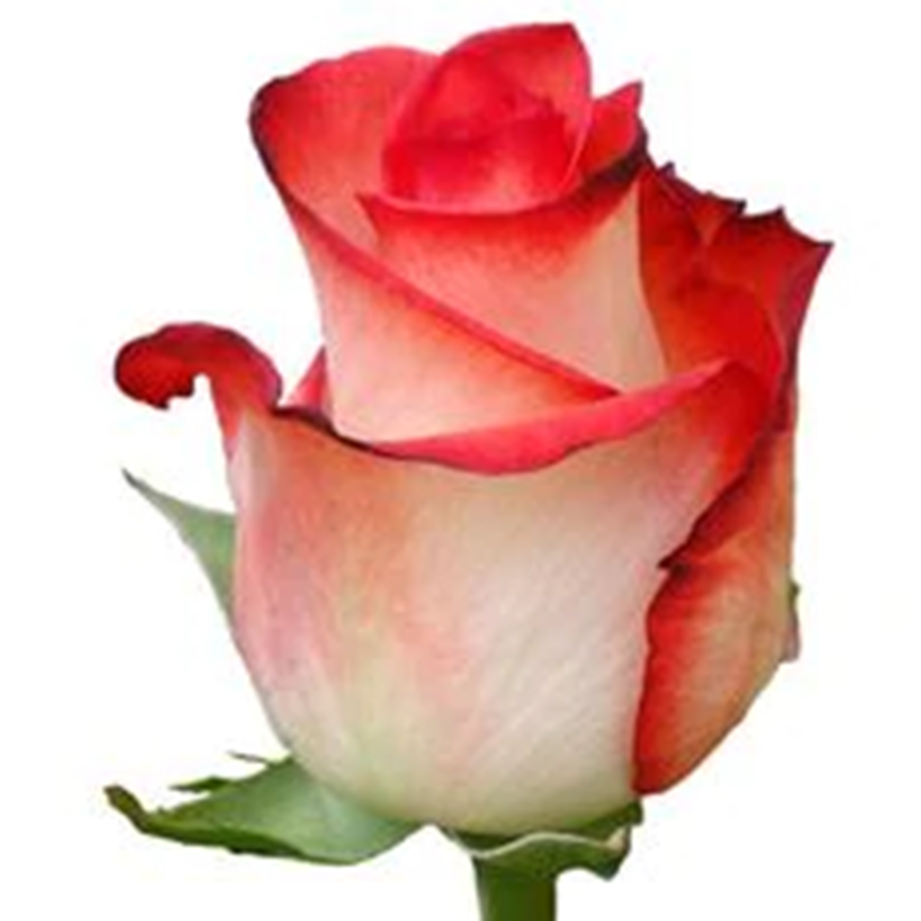Rosas (50 cm)