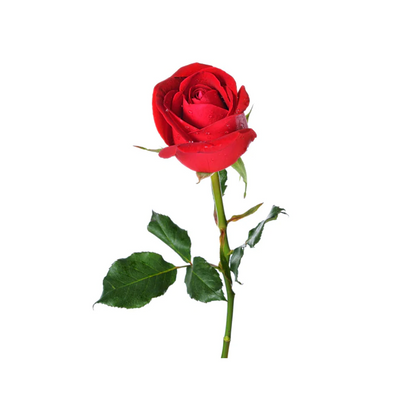 Rosas (25 Tallos – 50cm)