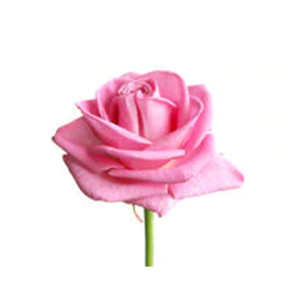 Rosadas