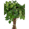Salal (1 mazo)