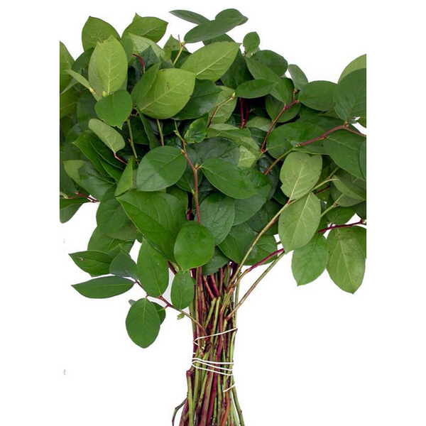 Salal (1 mazo)