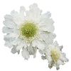 Blanca