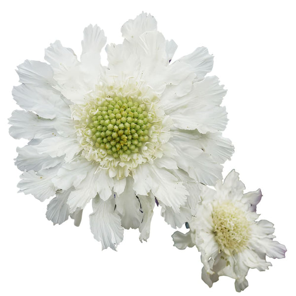 Blanca