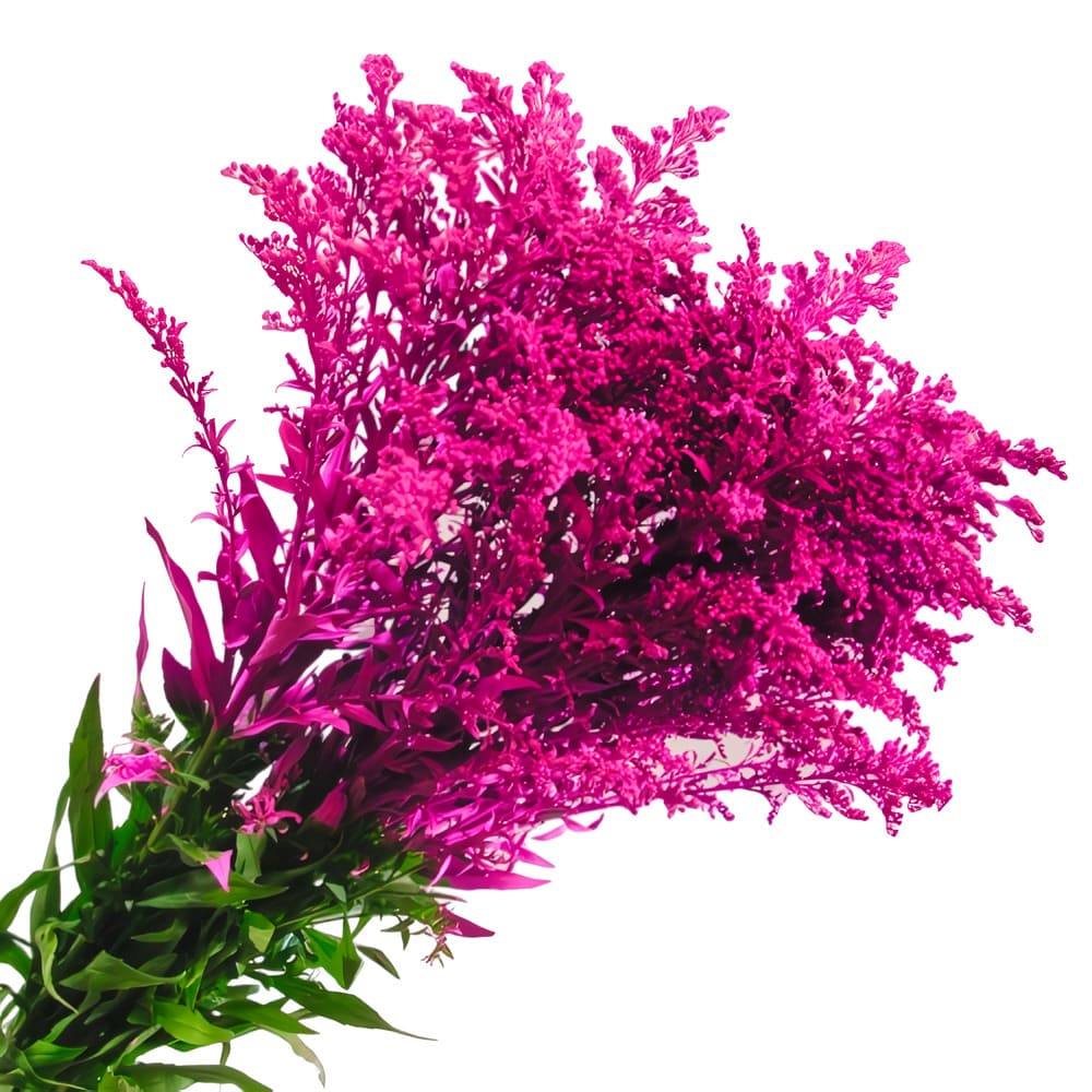 Solidago Tinturado (10 tallos)