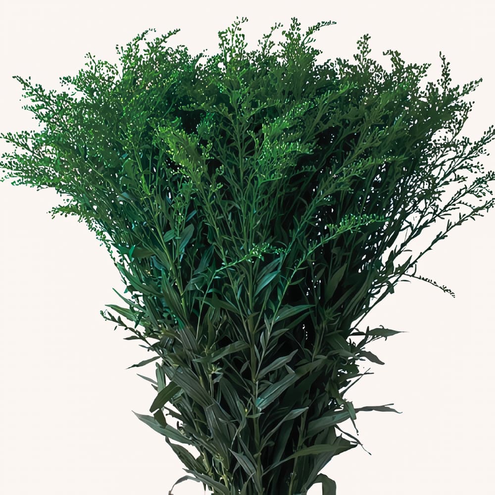 Solidago Tinturado (10 tallos)