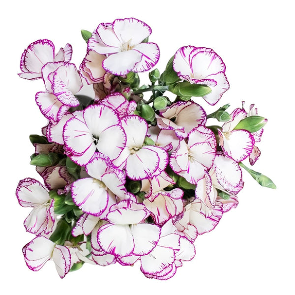 Blanco con borde morado