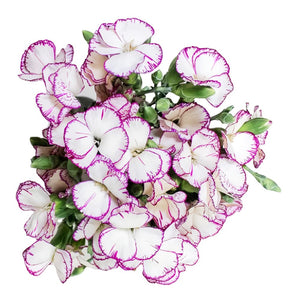 Blanco con borde morado