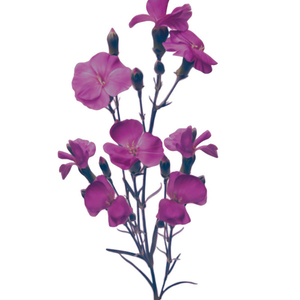 Morado