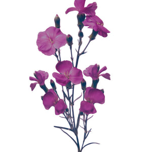 Morado