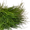Tree Fern (10 Tallos)