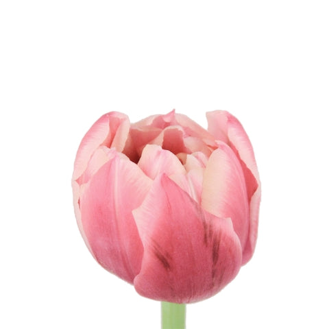 Tulipanes Dobles