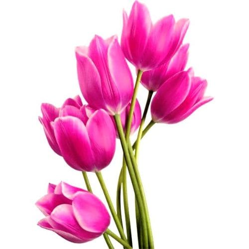 Tulipanes (10 tallos)