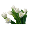 Blancos